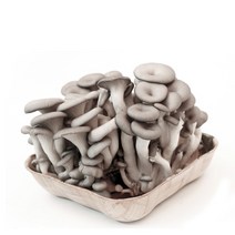 청원생명 무농약 친환경 느타리버섯 2kg