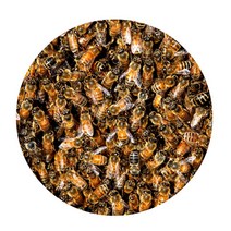 리빙팝 3D 허니비 원형 발 매트, 5 type