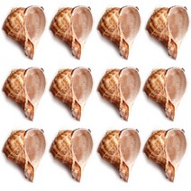 피쉬매니저 큰입 소라, 혼합 색상, 12개입