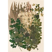 편지쓰는날 압화꽃모음 1323, 그리너리