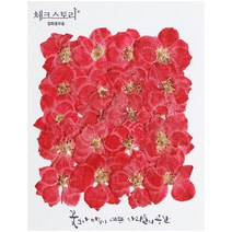체크스토리 압화꽃송이 락스퍼, 로젯