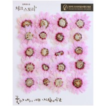 체크스토리 압화꽃송이 로단세, 연핑크