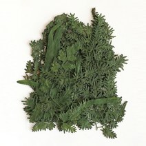 체크스토리 압화 자연풀 20p, 염색