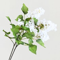 도시정원 라일락 가지 2p, 크림
