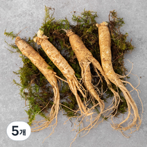 금산 인삼, 150g, 5개