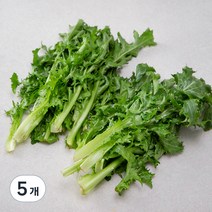 국내산 치커리, 300g, 5개