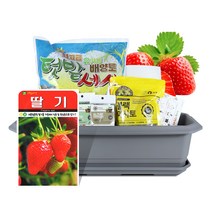 바이오필리아 채소 텃밭세트   식물 이름표 랜덤발송, 딸기