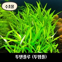 [수초몰] 투텐플루 (투템플) 키우기 쉬운 수초, 2촉
