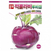 (아시아종묘/씨앗)콜라비씨앗종자 루비캡(100립) 전문농가용, 1개