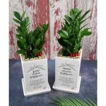 [상견례선물] 상견례자리를 빛낼 감사화분 Ver1(선물용쇼핑백 포함), 녹보수(해피트리)