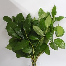 레몬잎 생화택배 (고속터미널꽃시장 직배송) 꽃예꽃, 취소처리(취소선택시 다른꽃변경불가), 금~일요일 구매시 (화요일 도착)