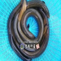 자연산 민물장어(뱀장어) 500-1kg 장어즙 중탕 장어구이 (조업당일 발송상품), 자연산민물장어(3~4마리)1kg