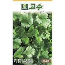 다농 산천 왕까마중 50립 - 씨 씨앗 까마중씨앗 까마중씨 강태 깜두라지 용규 나물씨앗 민속채소 채소씨 채소씨앗, 01_다농_고수(200립)