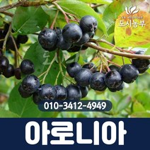 아로니아/실생3년/뿌리묘/2주묶음/1등묘/블랙초크베리/꽃/열매/나무/묘목/도시농부