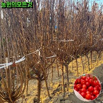 앵두나무 묘목 결실주 3년생 (분묘)