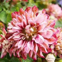 야생화피어나라플라워 클레마티스 (핑크패션)