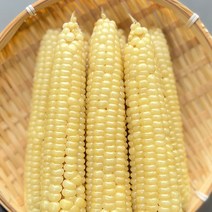 괴산 냉동 대학찰옥수수 삶은 찐 옥수수 진공포장 9개 15개 30개, 10팩, 3개묶음포장(30개)