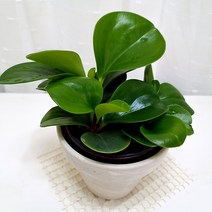 청페페 키우기 페페로미아 실내 공기정화식물 독일토분, 단품