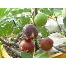 무화과 화분묘 무화과나무