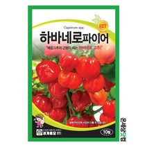 하바네로파이어 10립 / 씨앗 종자 텃밭 채소 만생종 멕시코 원산, 1개