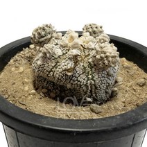 슈퍼투구-두환 별선인장 인테리어 화분 식물키우기 선인장, 1개