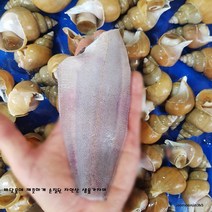 주문진 산지직송 깨끗하게 손질된 오늘잡은 생물 가자미5미(21-24cm) 생선, 1set, 5마리