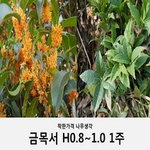 착한가격 나무생각 금목서 80cm~1m*분묘 1주