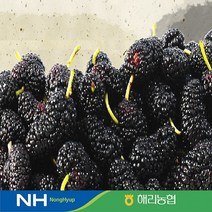 22년산 햇 오디 뽕 과상2호 10kg 전북 고창 해리농협 오디즙 오디잼, 10 kg (벌크)