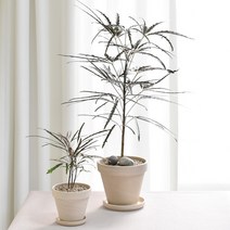 아랄리아 키우기 쉬운 실내공기정화식물 아라리아 아라리오 독일토분 분갈이, 아랄리아(중)+독일토분 화이트크림15호(받침 미포함)