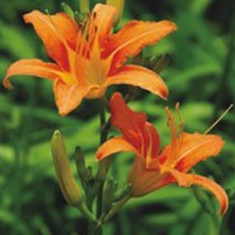 한국 원추리 씨앗 야생화 꽃씨 종자 품종 정원 30립 꾸미기 판매 종묘사 _ 22092786EA, 쿠팡 3번샵 본상품선택