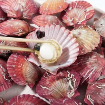 [제철특가] 당일채취 통영 홍가리비, 1개, 홍가리비 1kg(25미내외)