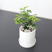 오렌지 쟈스민 꽃향기가 가득한 공기정화식물키우기, 블랙