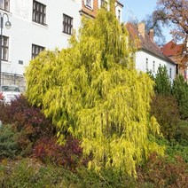 친구식물 황금실화백 묘목 17cm 화분 측백과 조경수