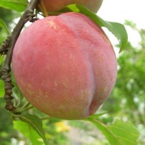 묘목 자두 대왕자두 접목1년 R0211