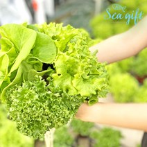 [씨기프트]무농약 인증 유로피안 샐러드 야채 500g 다이어트 도시락 로메인 버터헤드 프릴라이즈 카이피라 이자벨, 단품
