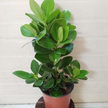 [성심꽃농원] 크루시아_공기정화 중품 (50~55cm)_159, 1개