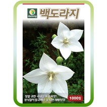 백도라지씨앗 100g 순수흰도라지 약초종자 희귀토종씨앗 민족채소 뿌리채소