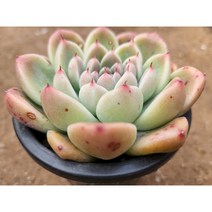 정화다육 다육식물. 알바뷰티