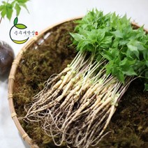 순수 새싹삼 대 100 뿌리 [대 (25cm 내외) 1box 선물포장 가능], 선물 포장