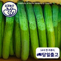 ( 승재농산 ) 국내산 다다기오이 백오이 백다다기오이 <상등급>1박스(40개내외), 상등급1박스(40개내외), 1개” class=”wr-img”></a></div></p></div></p></div></p></div><div class=