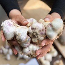 청년마켓 2022년 국내산 햇마늘 통마늘 특대 왕특, 특대 1.5kg
