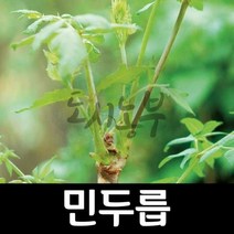 민두릅/정강/여름두릅/두릅/1년생/5주/도시농부