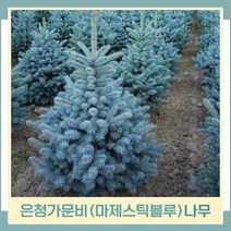 가문비나무 묘목 은청가문비 마제스틱블루 포트묘 2개