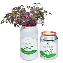 [아이엠캔] 새싹재배세트 알팔파 1ea 씨앗 새싹 채소 키우기 키트 텃밭 모종 홈가드닝 베란다 미니 텃밭 유치원 어린이집 홈재배 유치원교구 관찰학습, 아이엠캔 알팔파(소)