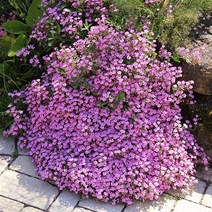 [모야모 꽃씨] 바위비누풀 30립 씨앗 봄파종