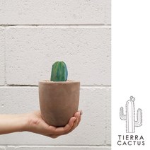 *티에라선인장* 작고 소중한 통통 용신목 선인장 - 토분 2color, 빈티지 쵸코 팽이 토분 (받침포함)