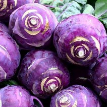 쿡네이처 제주 콜라비 5Kg, 1개