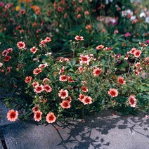 [모야모 꽃씨] 네팔양지꽃 30립 씨앗, 1개