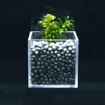 어항수초 컨테이너 검정말 세트, 없음