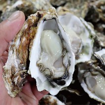 [더맛봄] 당일작업 통영 석화 10kg, 1개, 상세 설명 참조